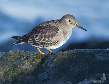 Purple Sandpiper