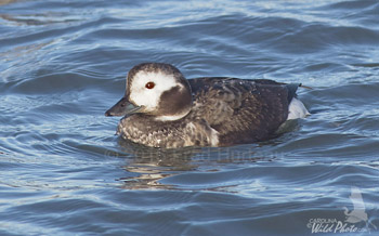 Long-tailed Duck