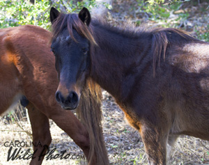 horses among trees