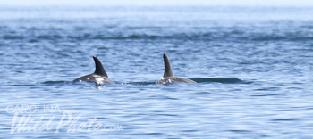 pair of dolphin