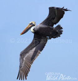 Brown Pelican in flight