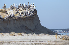 Pelicans resting on an island