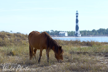 horse with lighthouse