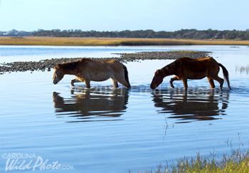 wading horses