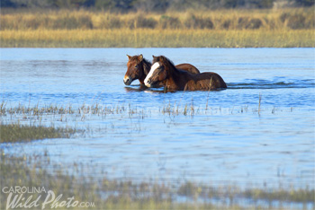 wading horses