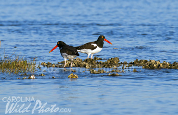 A pair of Oystercatchers