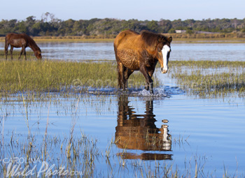 approaching horse with reflection