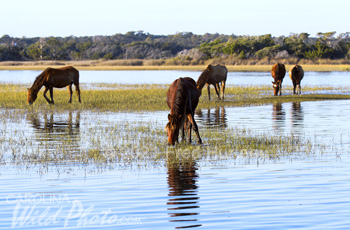 horses feeding on the tidal marsh