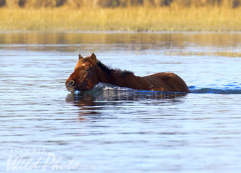 swimming horse