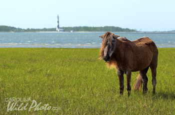 Wild horse at Cape Lookout Lighthouse