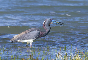 Tri-colored Heron on an island at Shackleford