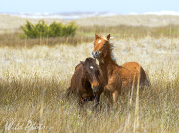 Stallion and mare at Shackleford Banks