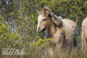 Cute yearling at Rachel Carson Reserve