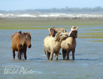 A wooly yearling nuzzles his look-alike father at Rachel Carson Reserve, Beaufort