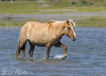 Wild horses at Rachel Carson Reserve