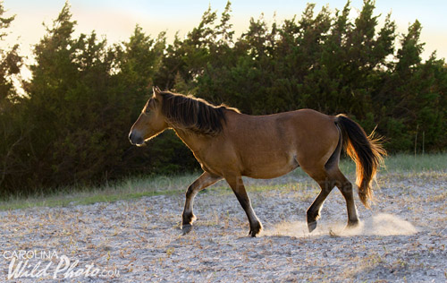 A stallion heads toward the watering hole, backlit by a low afternoon sun.