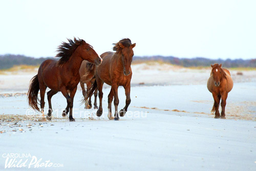 These wild horses run along the ocean beach where great dunes stood only a month before, now completely flattened.