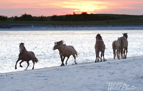 Stallions chasing on the beach as the sun sets.