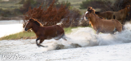 Late day horse play among the stallions stirs up sand and dust on the beach.