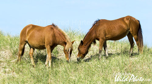 These horses on Shackleford graze high atop the dunes overlooking the Atlantic.