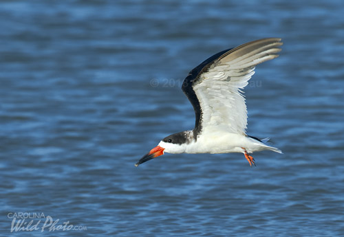 In the fall you can find flocks of Black Skimmers.