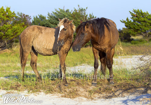 A mare with her yearling.