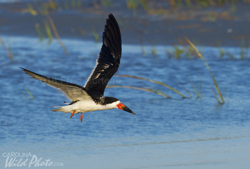 In the fall you can find flocks of Black Skimmers.