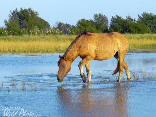 Perfect light of a late afternoon with horses feeding on the west end of Town Marsh Island.
