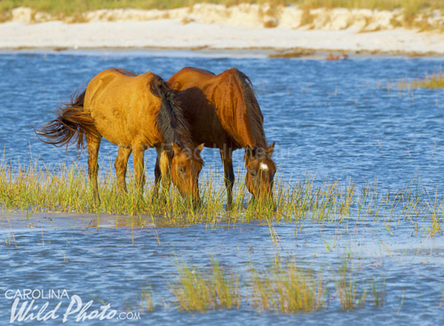 Near sunset on our final day the light was as good as it gets, making for amazing color on these horses grazing the salt marsh grass.