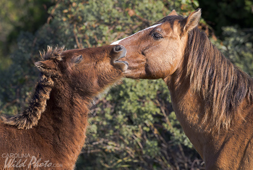 Mom and little one at Rachel Carson Reserve.