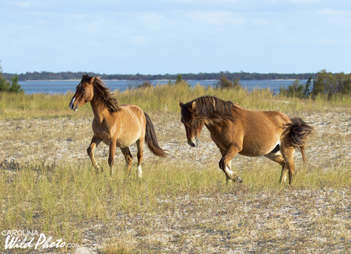 Two stallions feeling their oats on Rachel Carson Reserve.