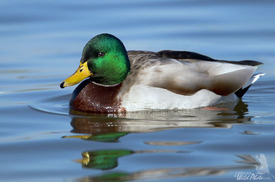 Mallard drake