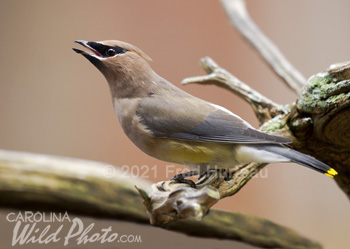 Cedar Waxwing