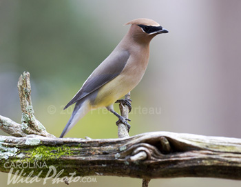 Cedar Waxwing