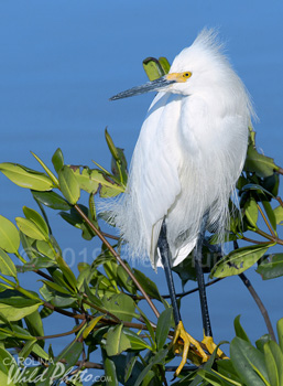 A fearless Snowy Egret at Ding Darling NWR