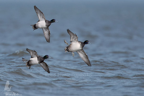 Drake Scaup banking hard