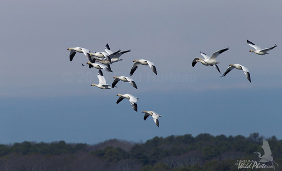 Snow Geese