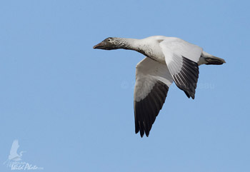 Snow Geese