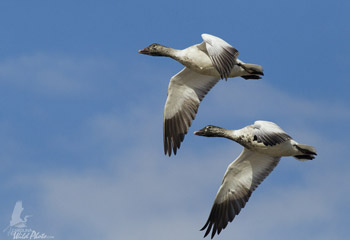 Snow Geese