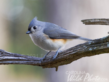 Tufted Titmouse