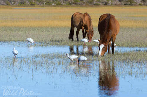 Horses and White Ibis on Rachel Carson Reserve.