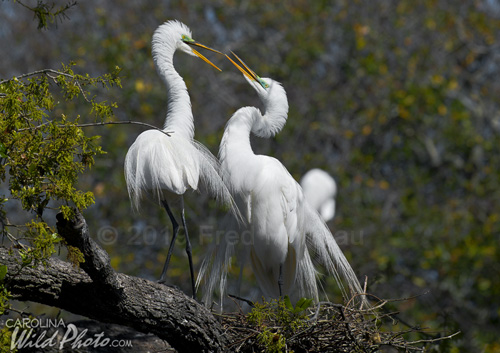 Great Egret pair at St. Augustine Alligator Farm bird rookery