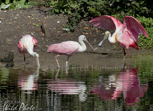 Roseate Spoonbills at St. Augustine Alligator Farm bird rookery