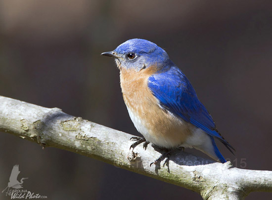 The male Bluebird watches