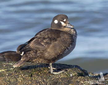 Harlequin hen
