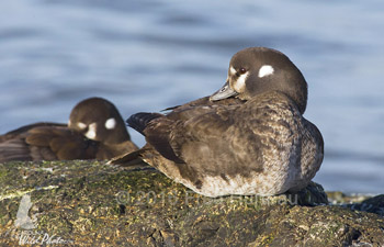 Harlequin hen