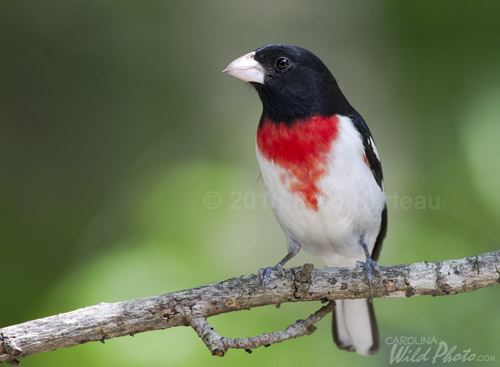 Male Rose-breasted Grosbeak