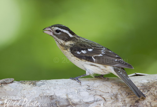 Female Rose-breasted Grosbeak