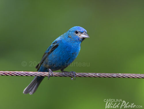 Male Indigo Bunting