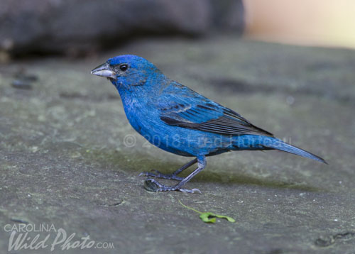 Male Indigo Bunting